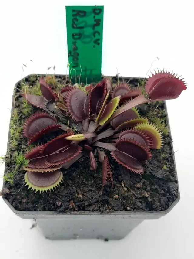Dionaea muscipula red dragon Dionaea muscipula red dragon