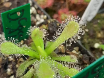 Drosera coccicaulis alba