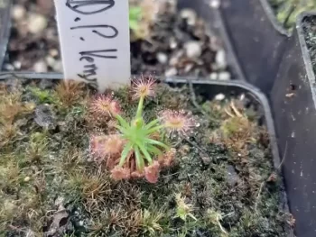 Drosera pigmea Verrucata