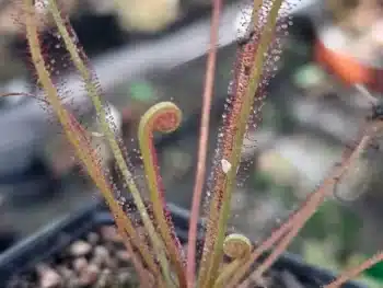Drosera filiformis red