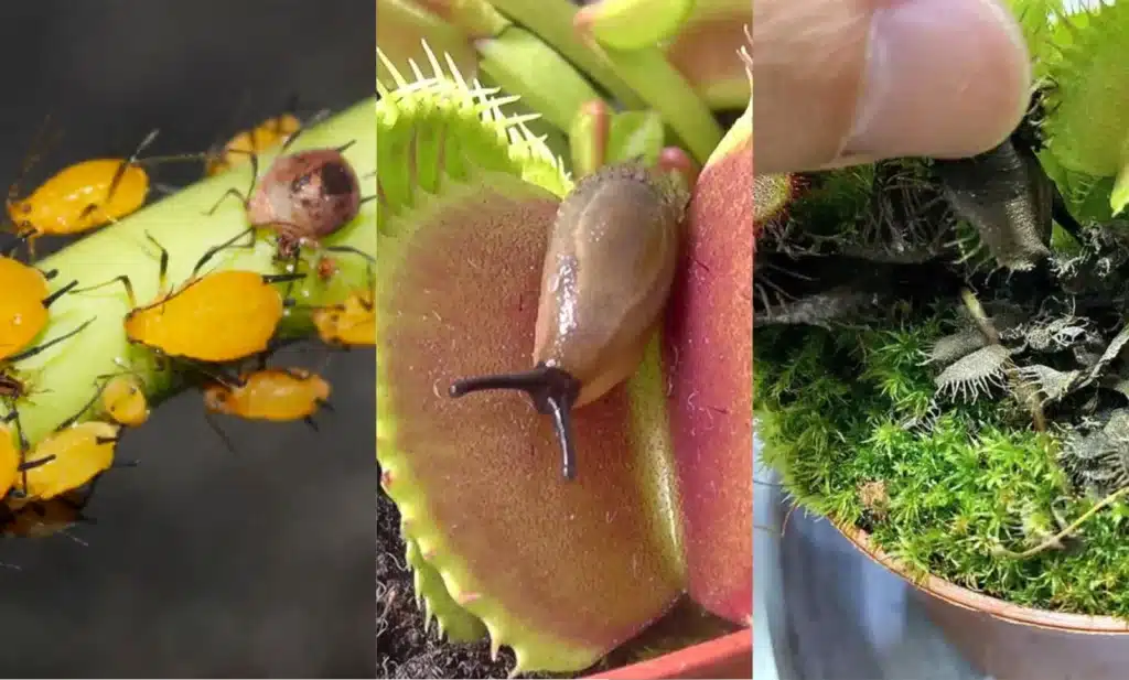 Plagas en plantas carnívoras y cómo combatirlas Plagas en plantas
