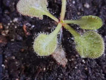 Drosera andromeda