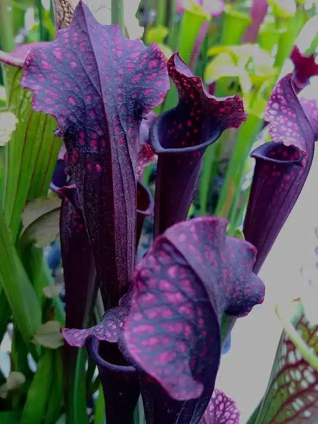 Sarracenia-night-sky-macetas-y-Plantas-Charls w Inicio