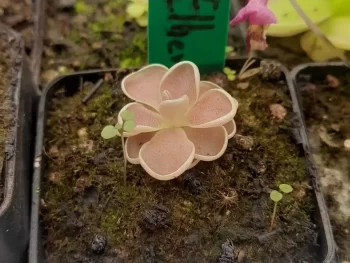 Pinguicula Ehlersiae