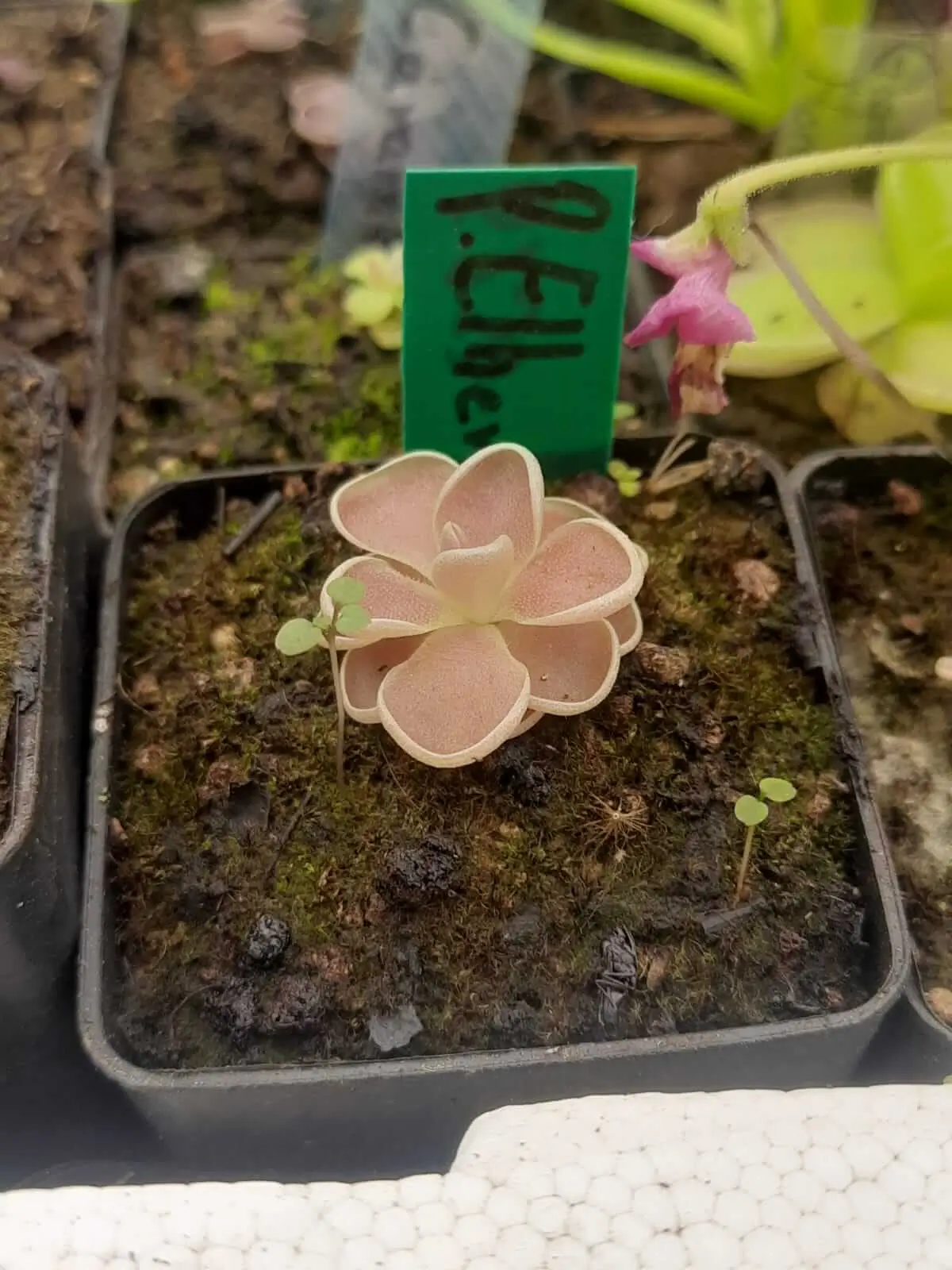 Pinguicula ehlersiae Pinguicula Ehlersiae