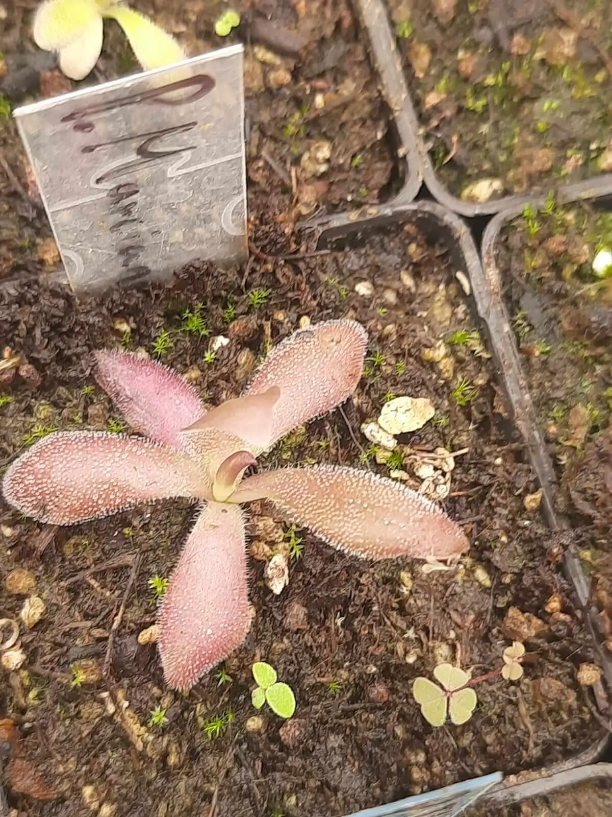 Pinguicula Marciano Pinguicula Marciano 2