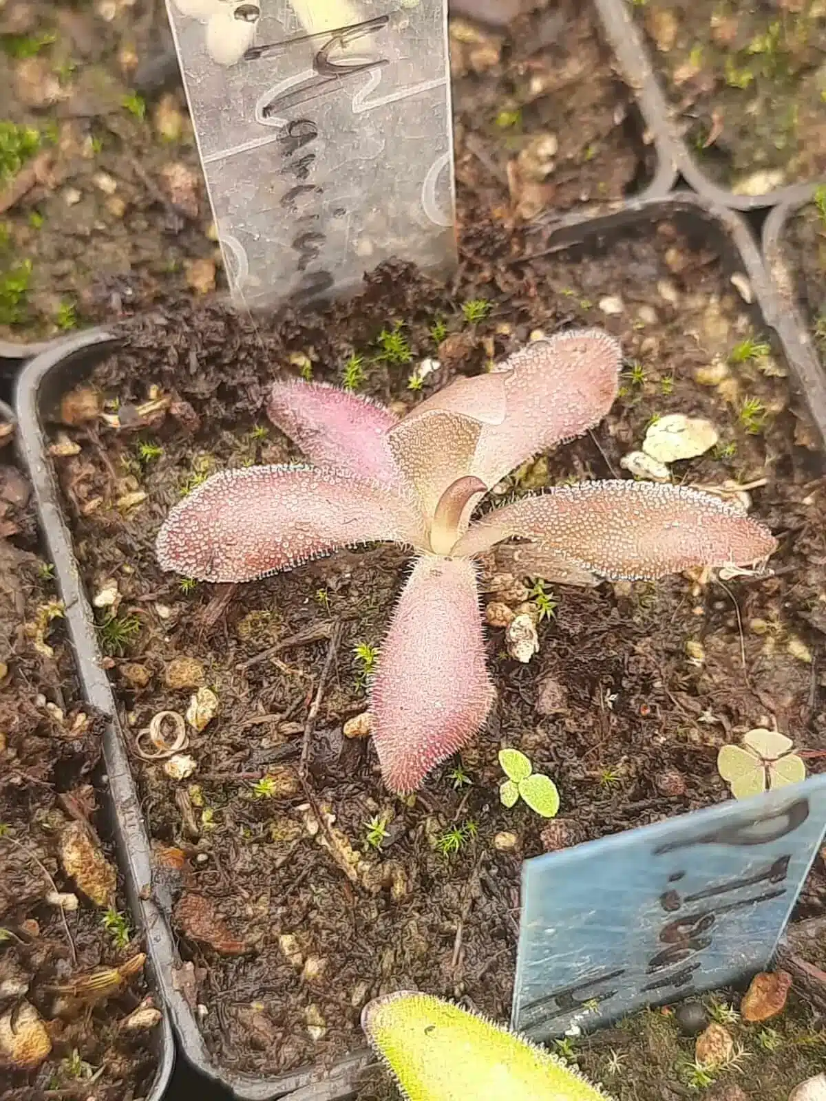 Pinguicula Marciano Pinguicula Marciano1