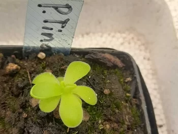 Pinguicula Tina