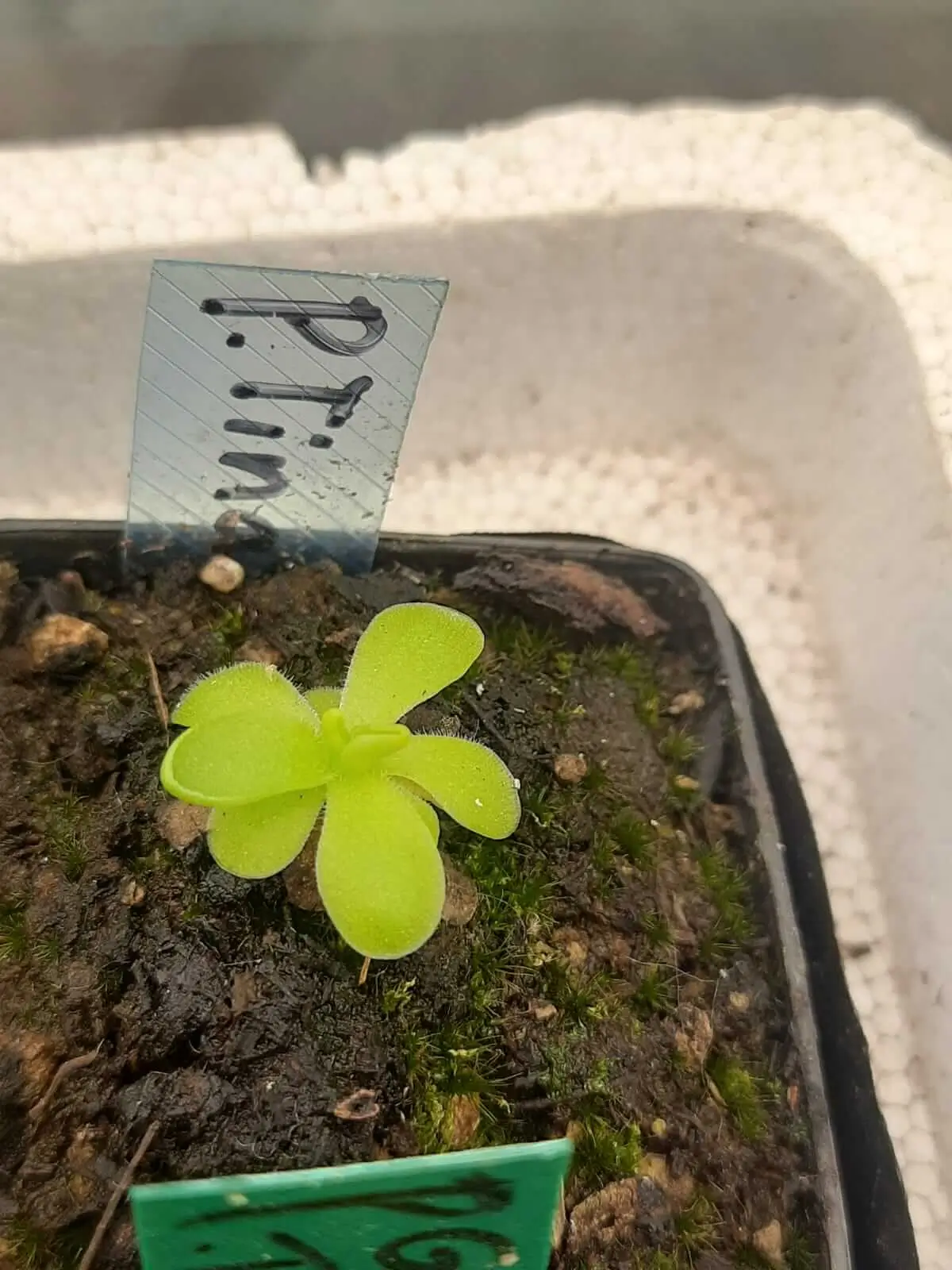 Pinguicula Tina Pinguicula Tina