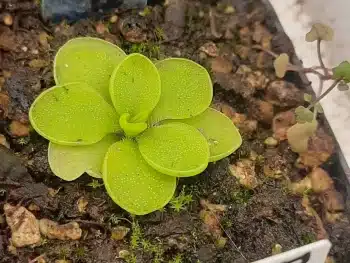 Pinguicula emarginata