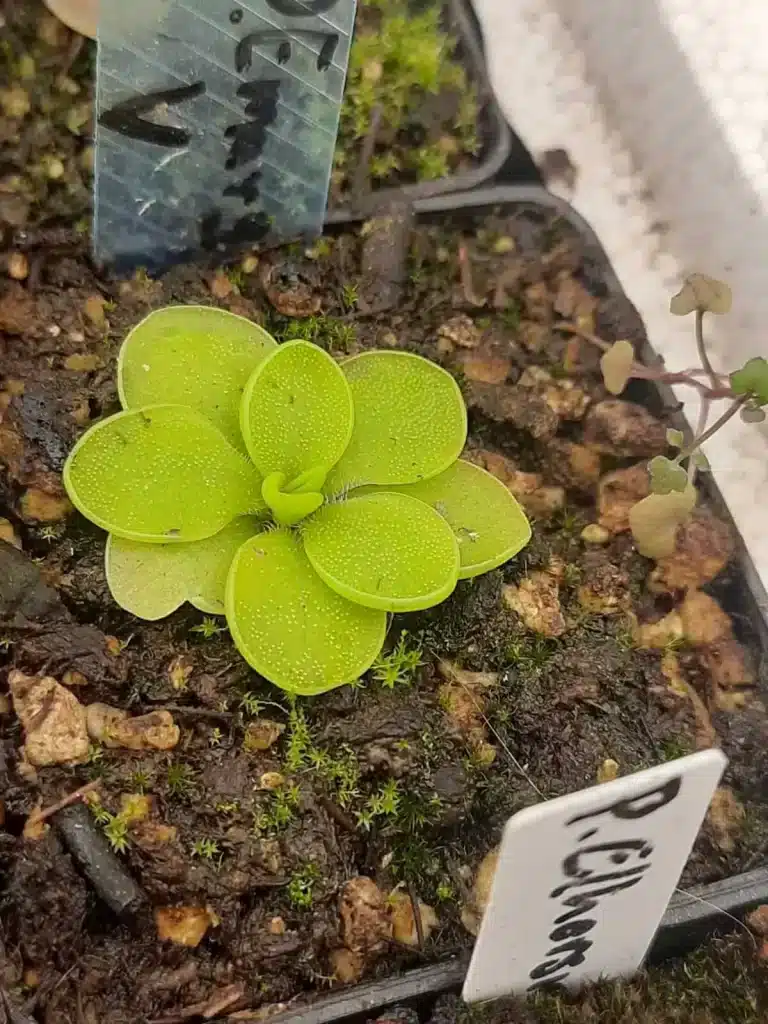 Curiosidades sobre las plantas carnívoras Pinguicula emarginata