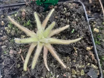 Pinguicula gypsicola m