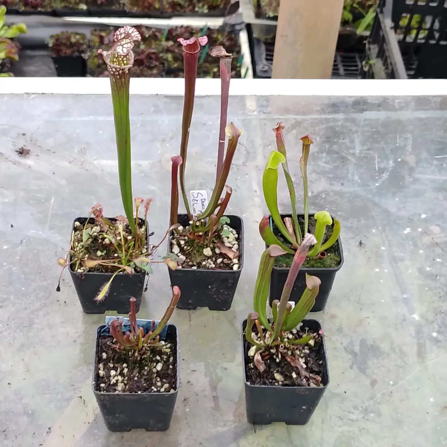 Paquete de 5 Plantas Carnívoras Paquete 5 plantas carnívoras