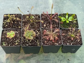 Paquete 8 plantas carnívoras