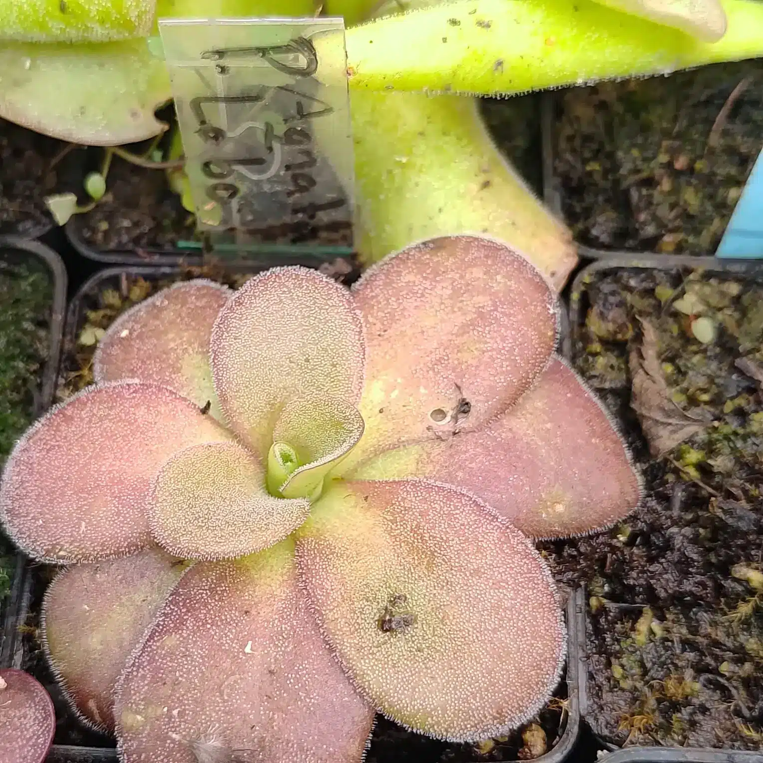 Pinguicula Agnata El Lobo Pinguicula Agnata El Lobo