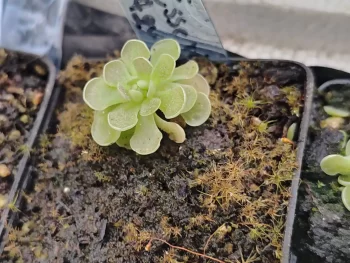 Pinguicula Esseriana Agua De León