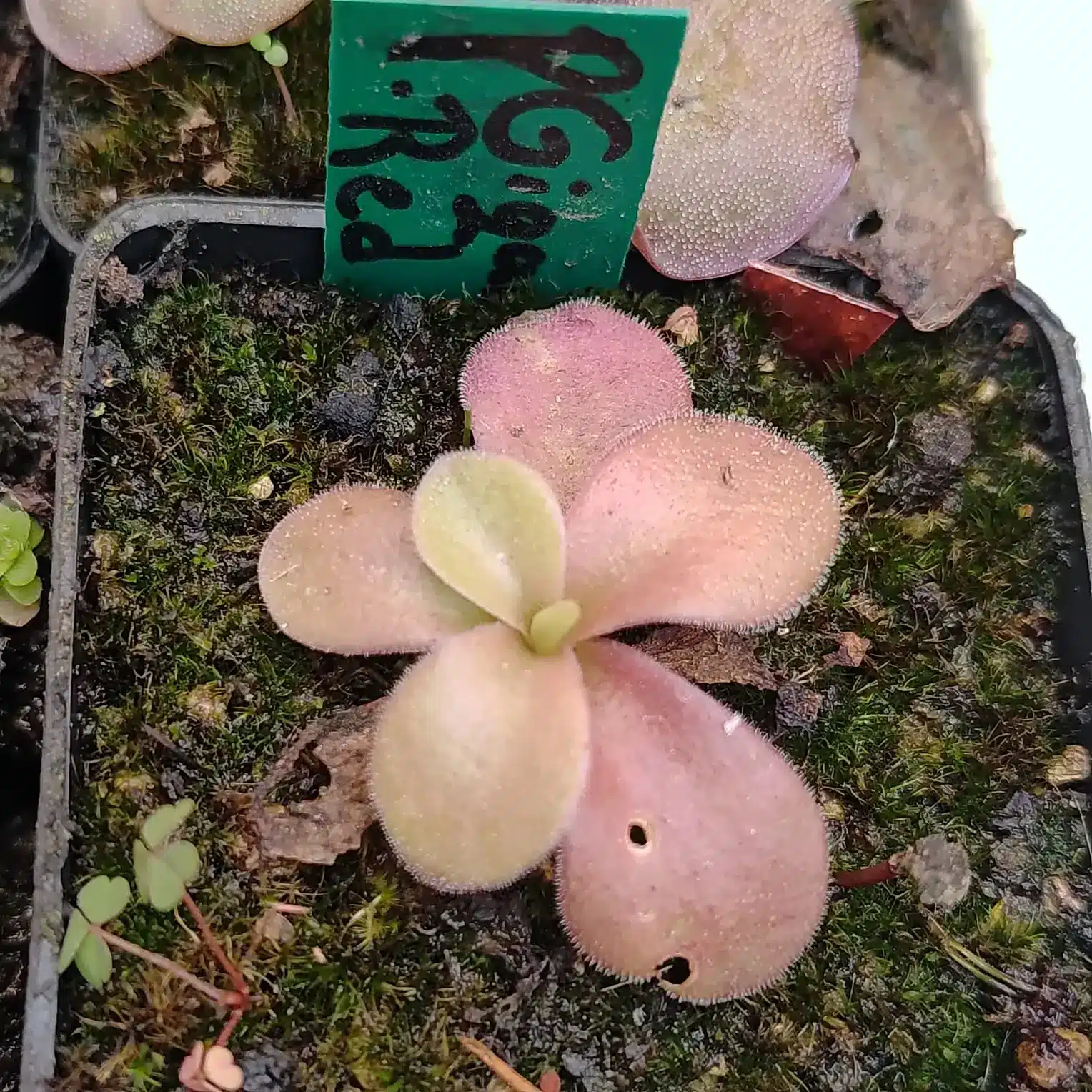 Pinguicula Gigantea Red Pinguicula Gigantea Red