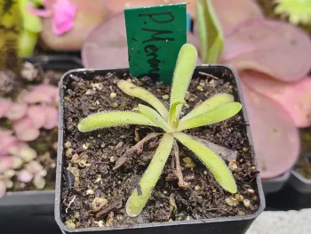 Pinguicula Merengue