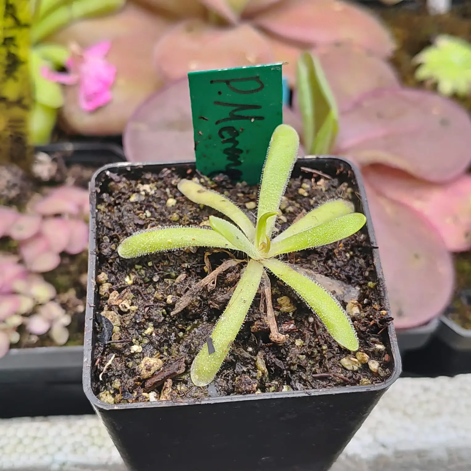 Pinguicula Merengue Pinguicula Merengue