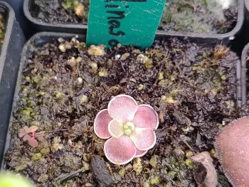 Pinguicula Minas De Asbesto