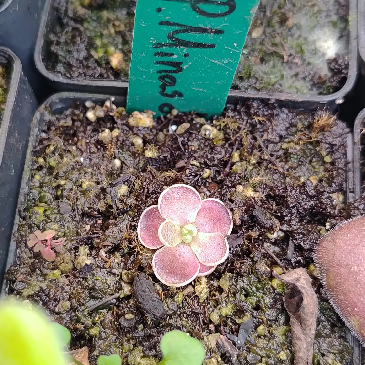 Pinguicula Minas de Asbesto Pinguicula Minas De Asbesto