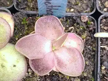 Pinguicula Sethos