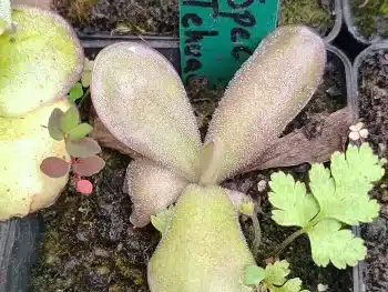 Pinguicula Spec Tehuacan