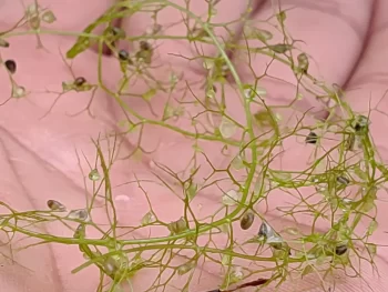 Utricularia Gibba 1