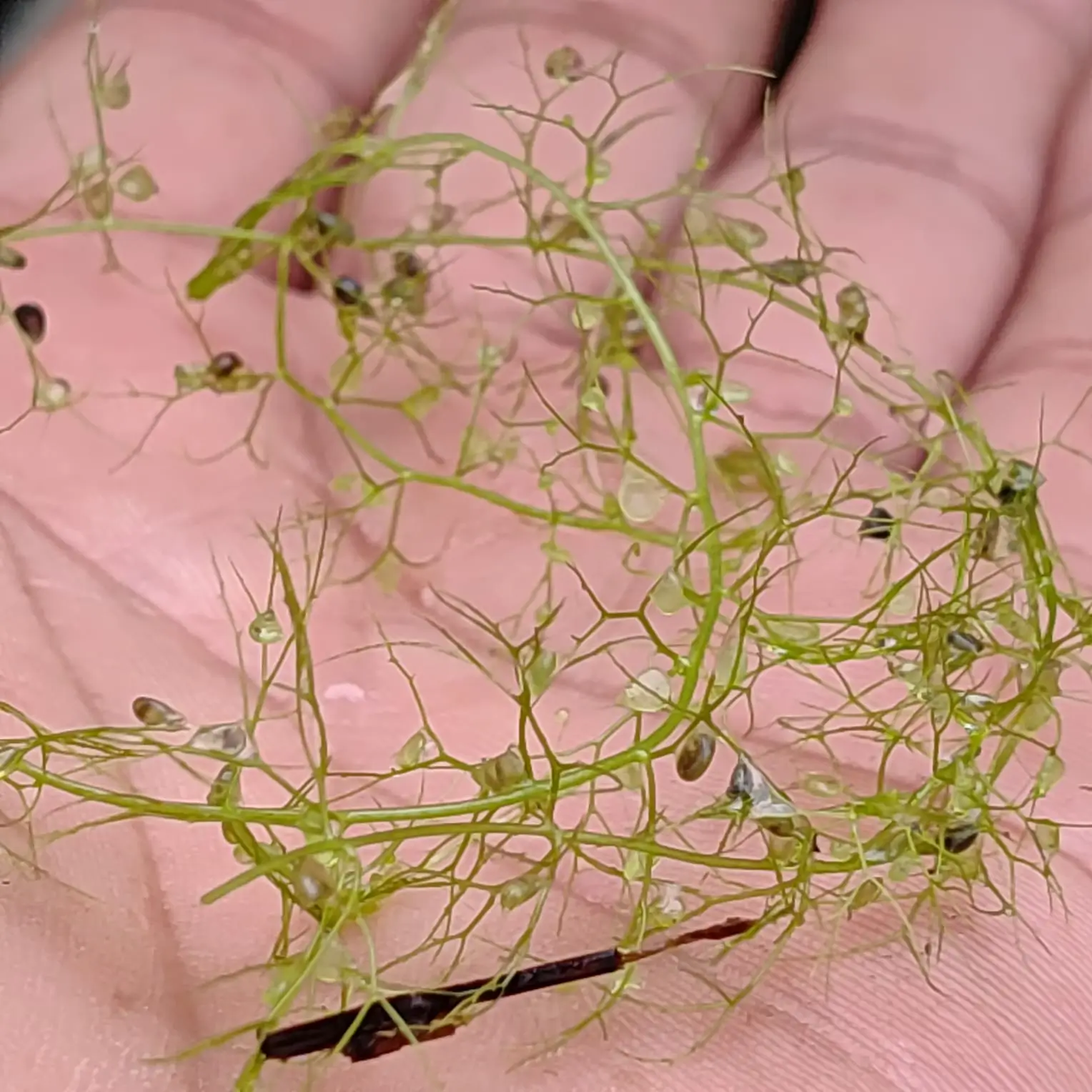 Utricularia Gibba Utricularia Gibba 1