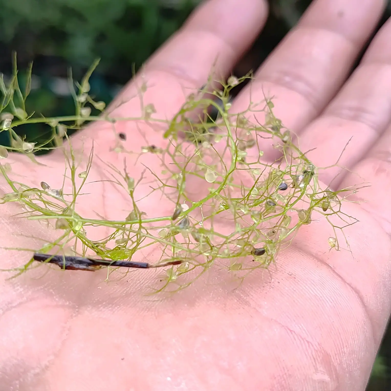 Utricularia Gibba Utricularia Gibba 2
