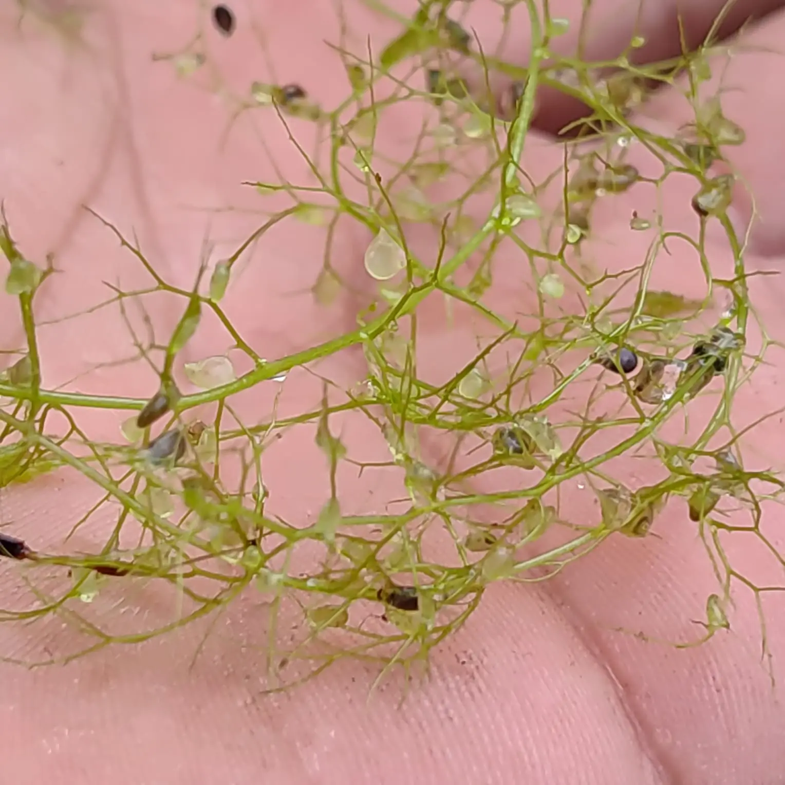 Utricularia Gibba Utricularia Gibba 3