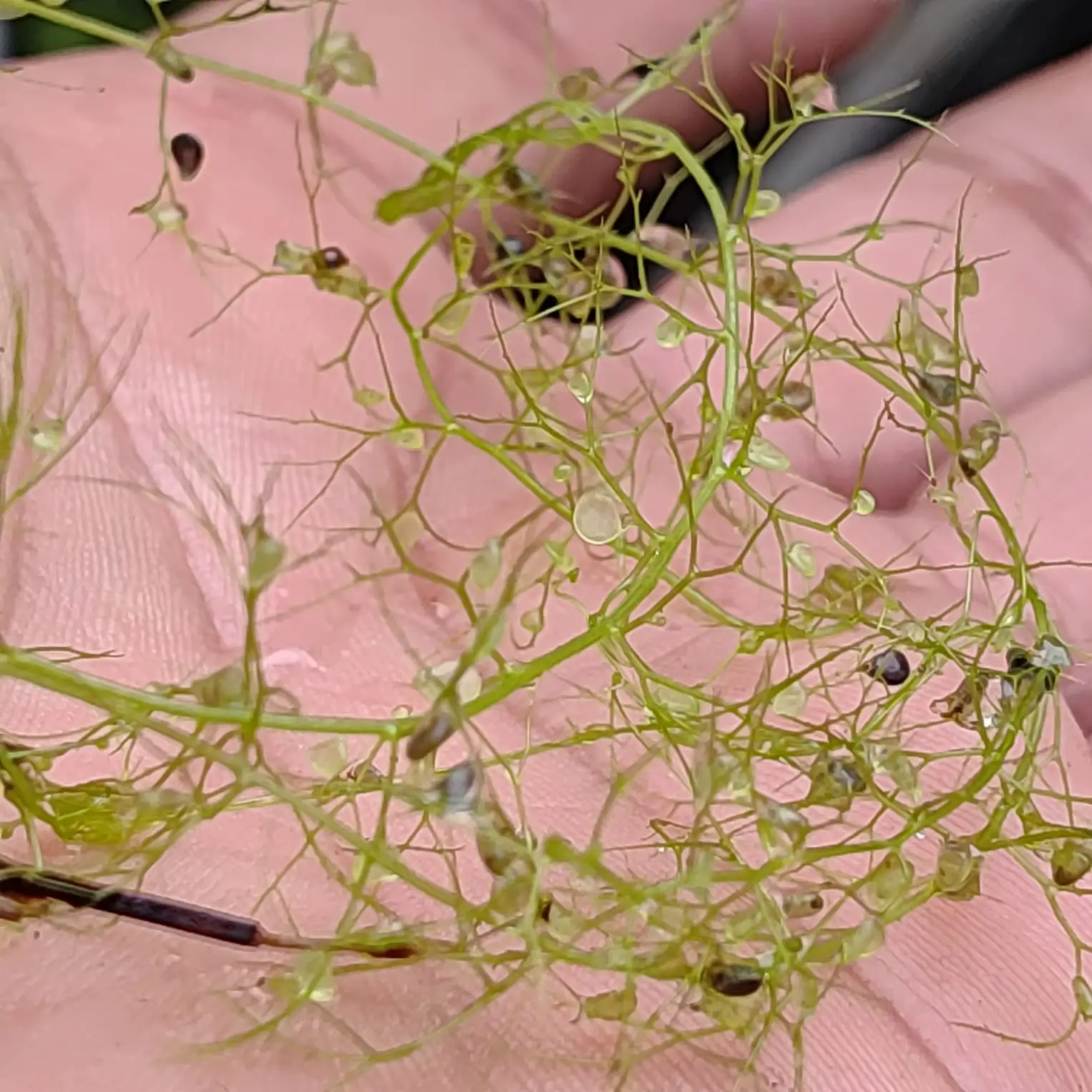 Utricularia Gibba Utricularia Gibba 4