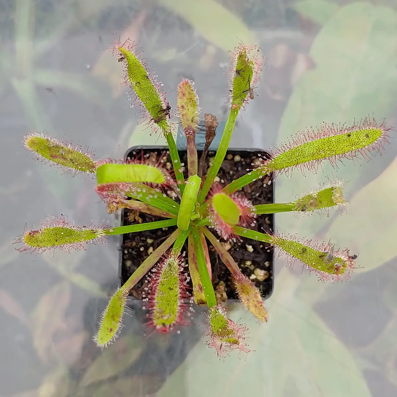 Capensis wl x aliciae Capensis-wl-x-aliciae-2