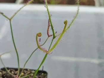 Drosera-binata-2