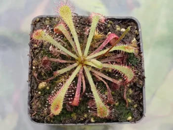 Drosera-botswana-2