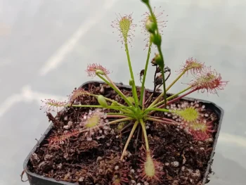 Drosera intermedia