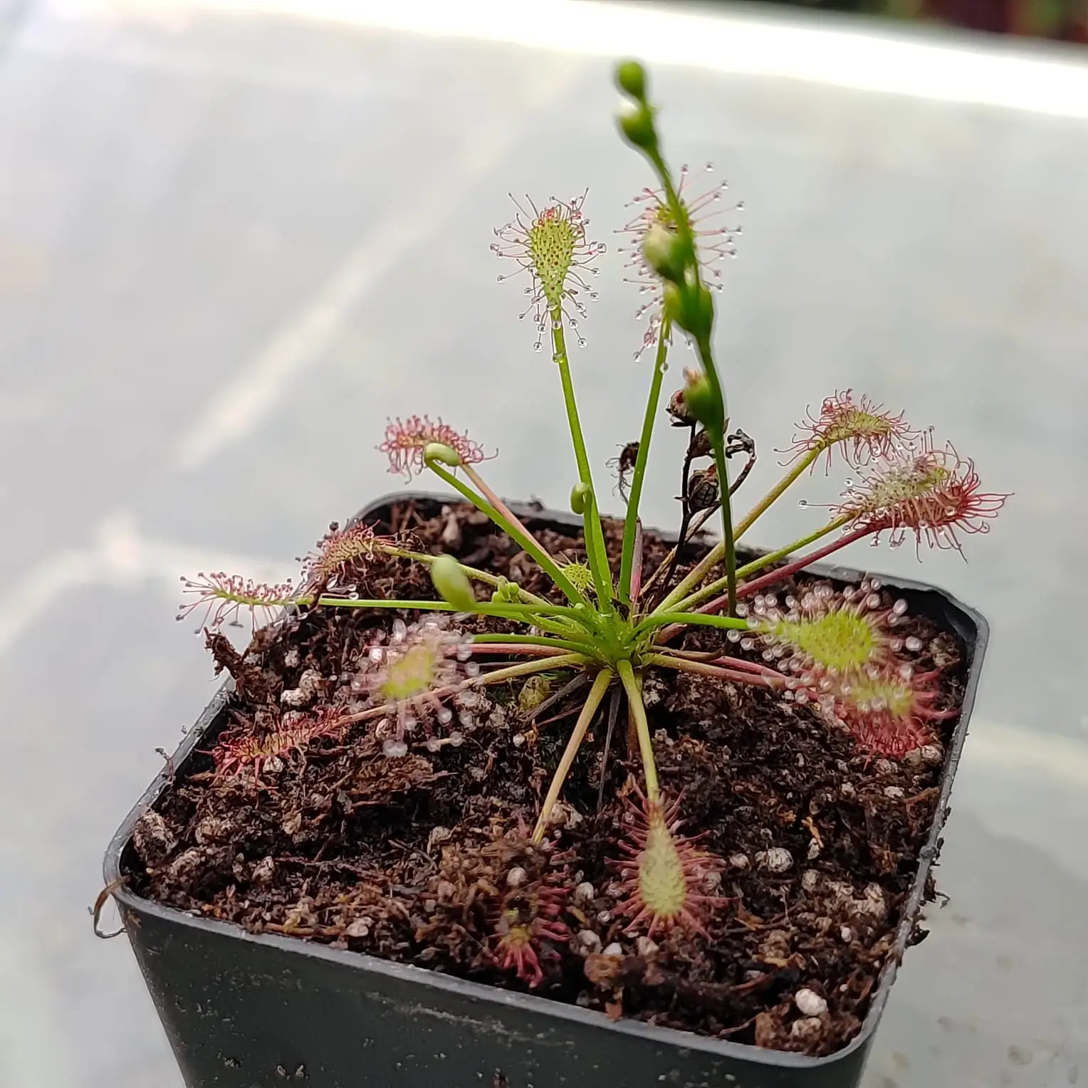 Drosera intermedia Drosera intermedia