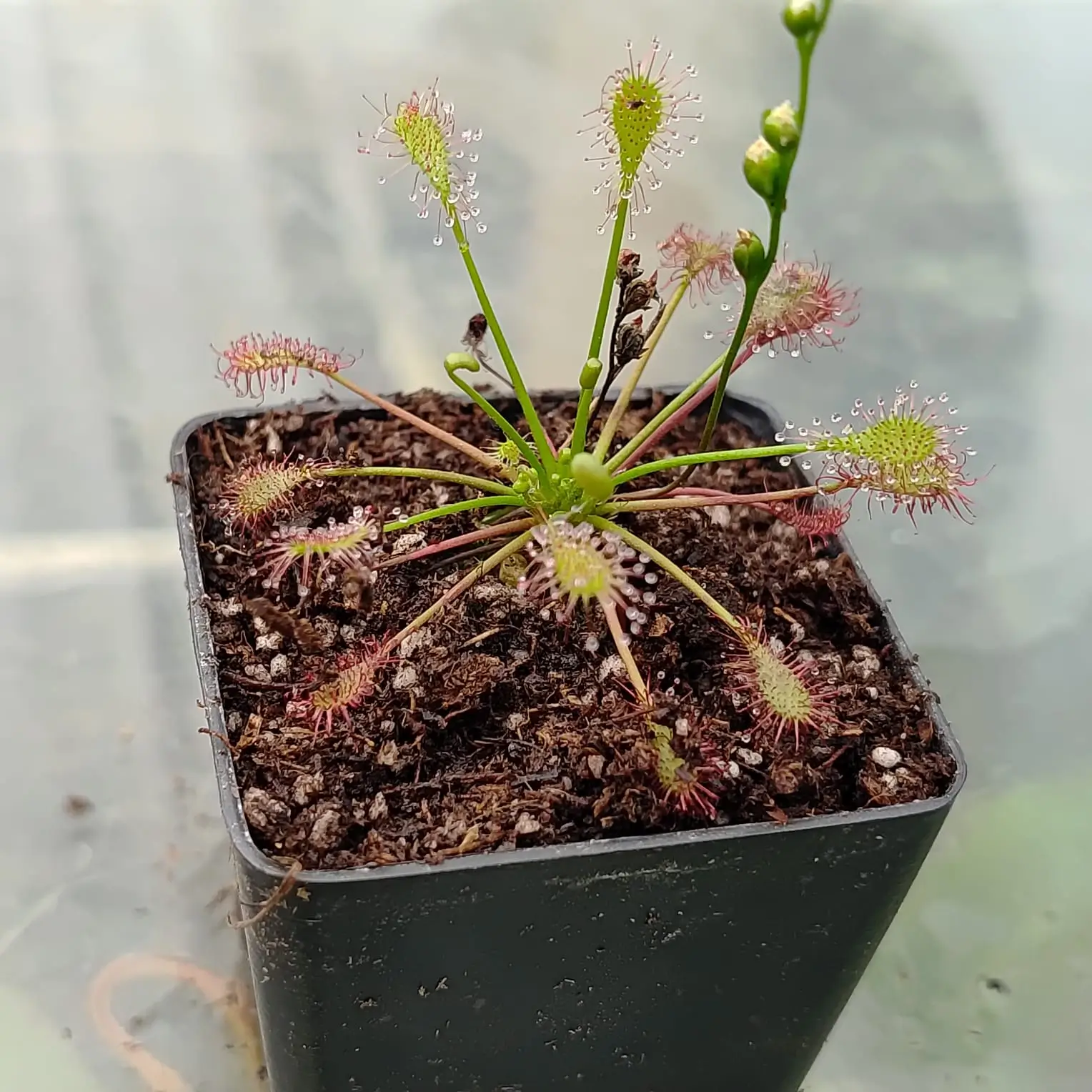 Drosera intermedia Drosera intermedia - Imagen 3