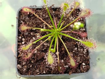 Drosera intermedia