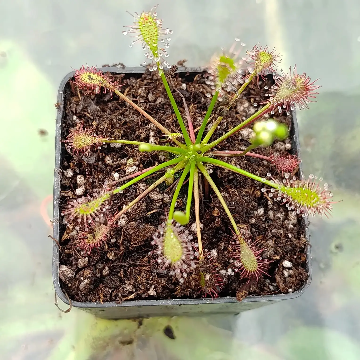 Drosera intermedia Drosera intermedia