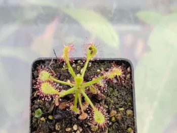 Drosera-madagascariensis 2