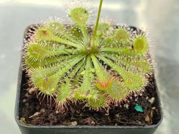 Drosera spatulata