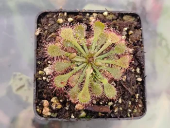 Drosera-tokaiensis 2