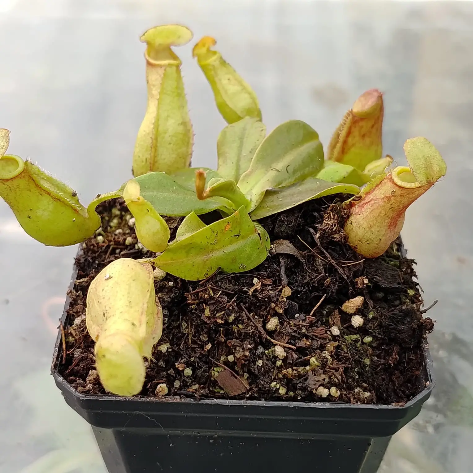 Nepenthes gaya Nepenthes-gaya