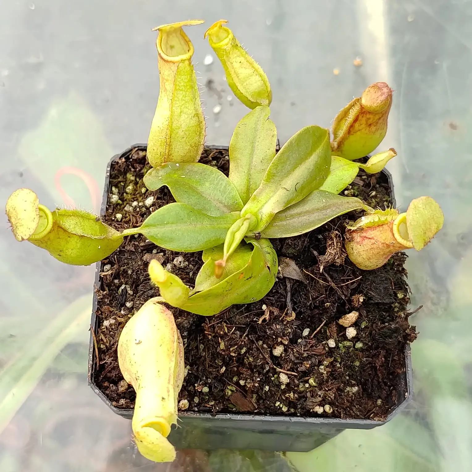 Nepenthes gaya Nepenthes-gaya 2