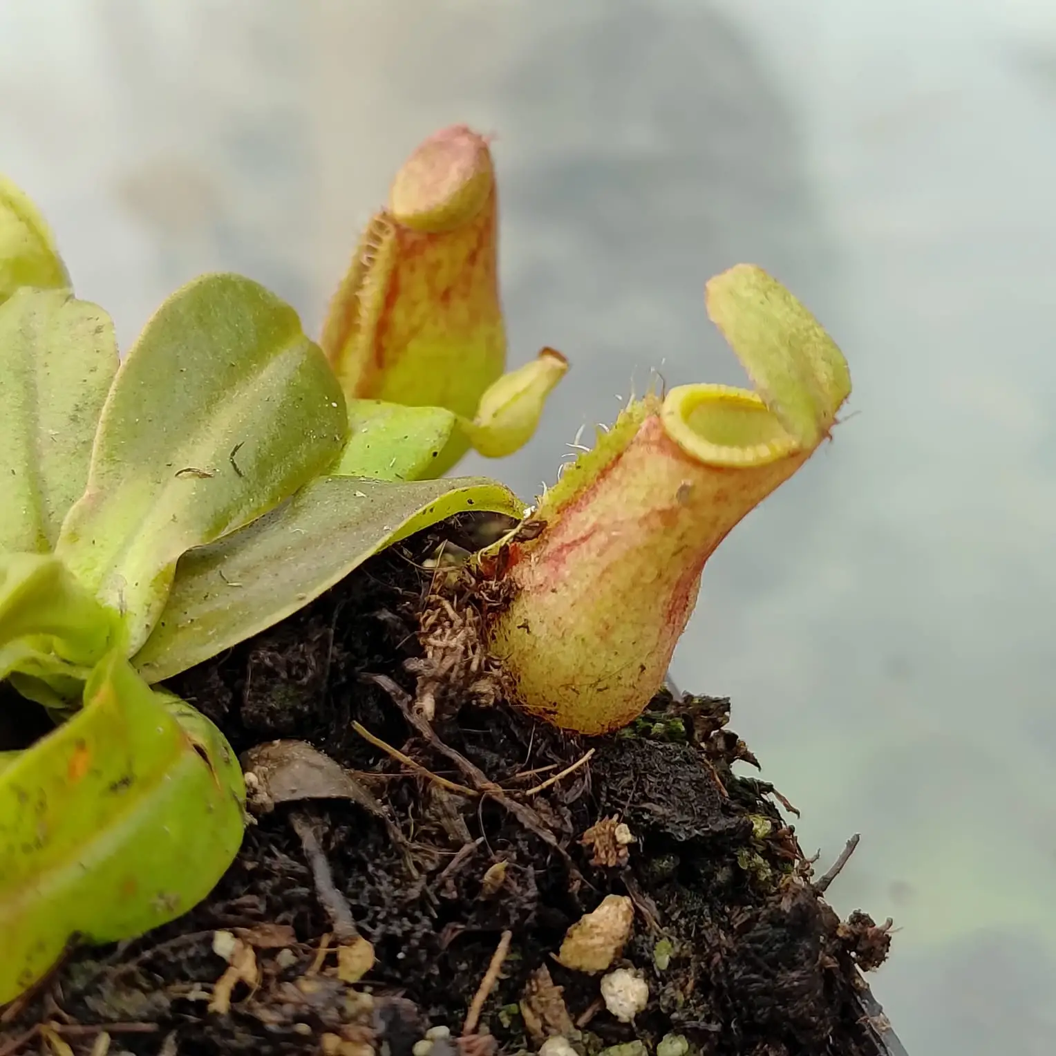 Nepenthes gaya Nepenthes-gaya 3