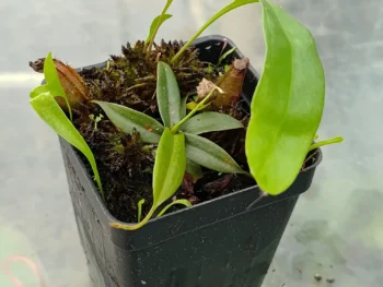 Nepenthes-gracilis-black-incluye-utricularia-longifolia-y-musgo-sphagnum-vivo
