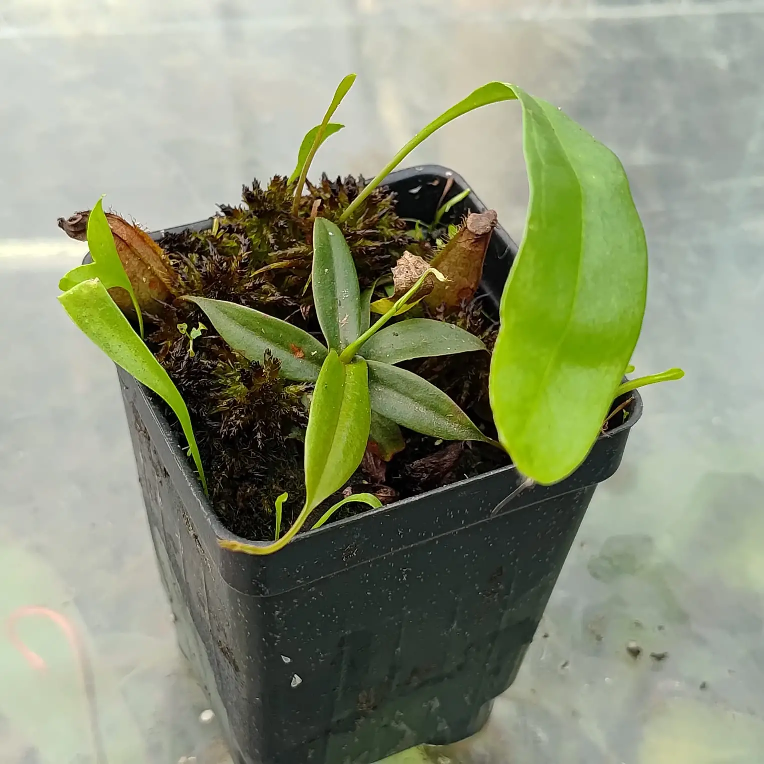 Combo Nepenthes gracilis, Utricularia y Sphagnum vivo Nepenthes-gracilis-black-incluye-utricularia-longifolia-y-musgo-sphagnum-vivo