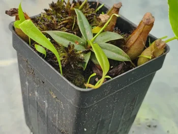 Nepenthes-gracilis-black-incluye-utricularia-longifolia-y-musgo-sphagnum-vivo 2