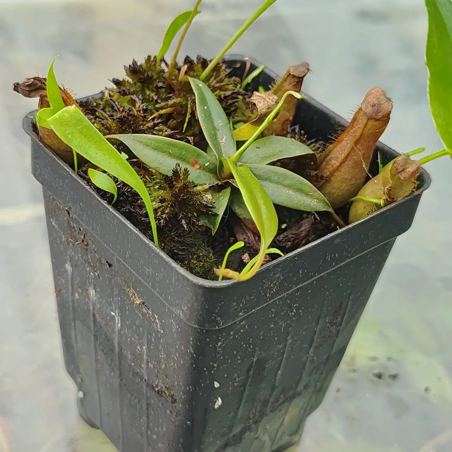 Combo Nepenthes gracilis, Utricularia y Sphagnum vivo Nepenthes-gracilis-black-incluye-utricularia-longifolia-y-musgo-sphagnum-vivo 2